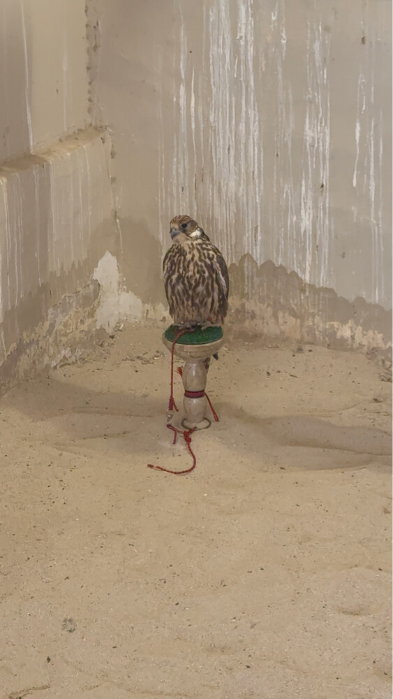 حر ايراني ادبس ثنو - 1