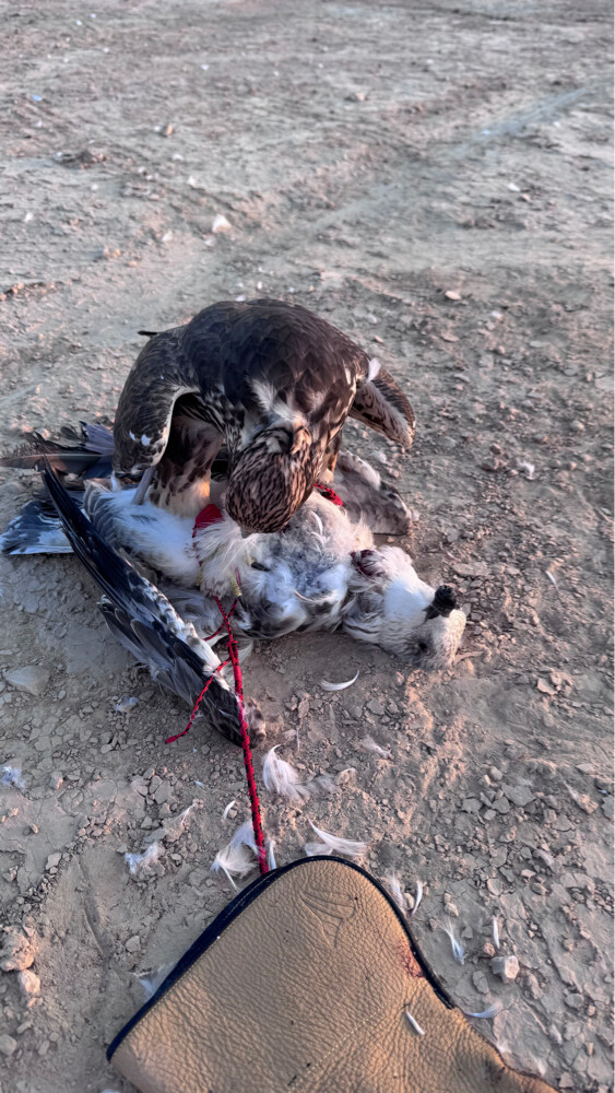 حر ايراني ادبس ثنو - 3