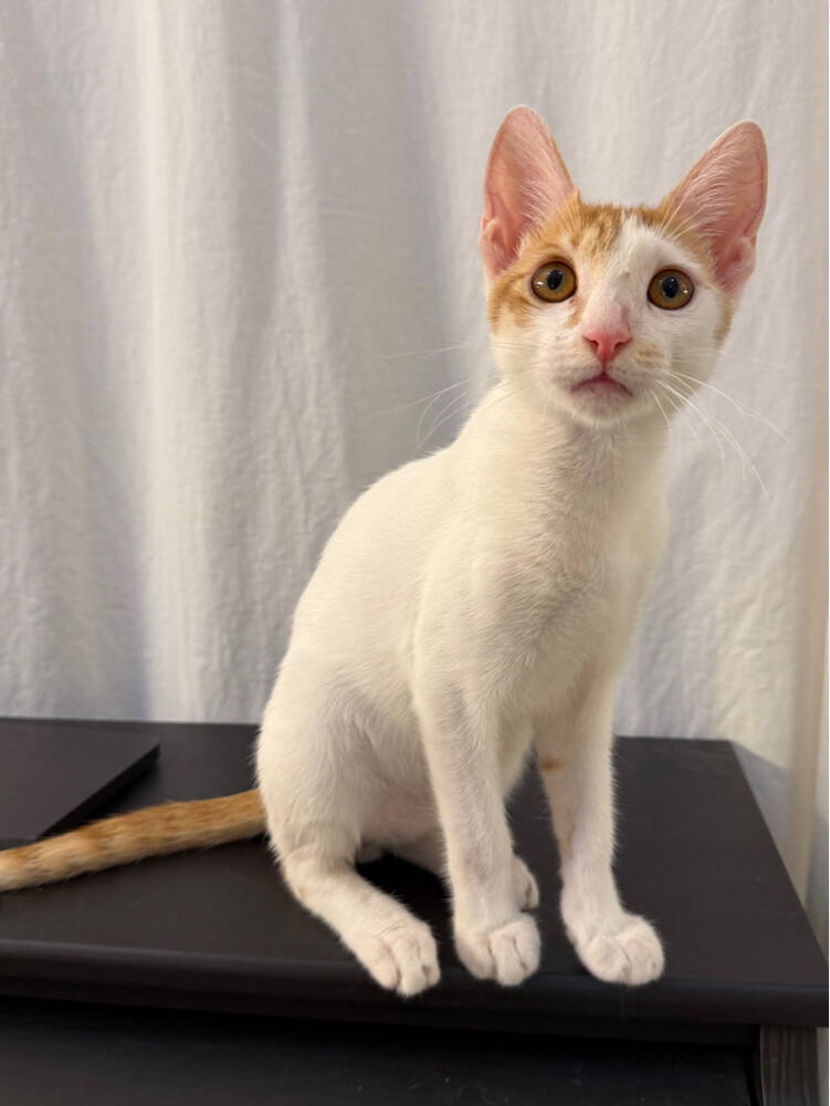 kitten - 4