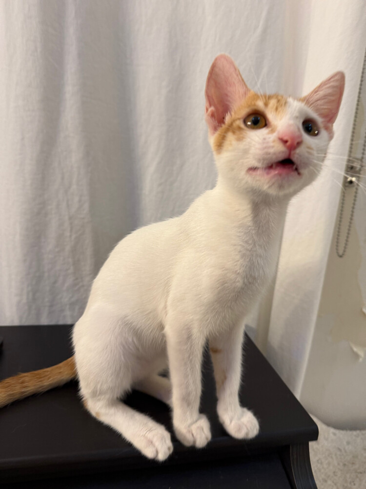 cute adorable male kitten - 3