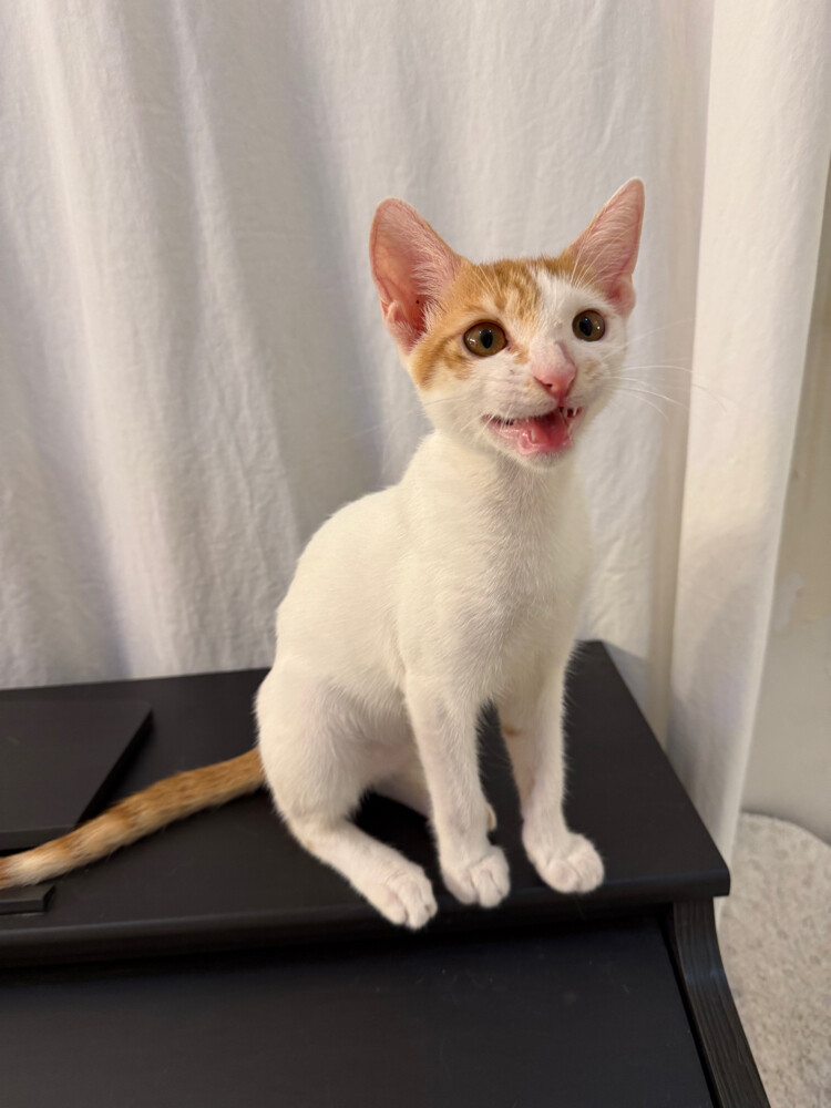 cute adorable male kitten - 1