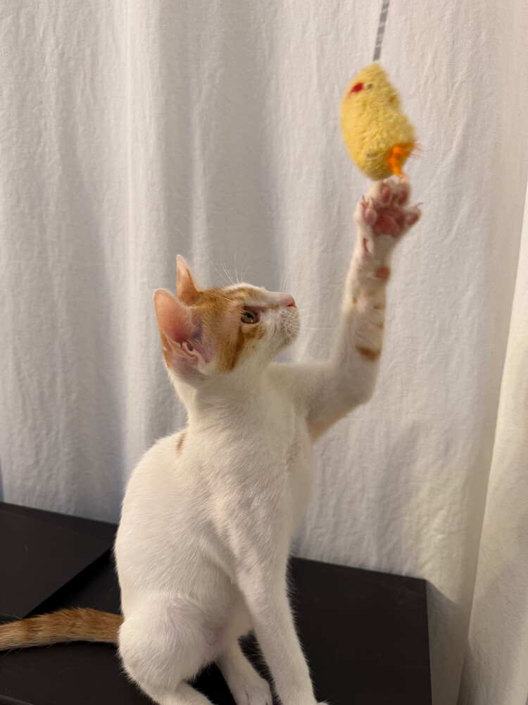 cute adorable male kitten - 2