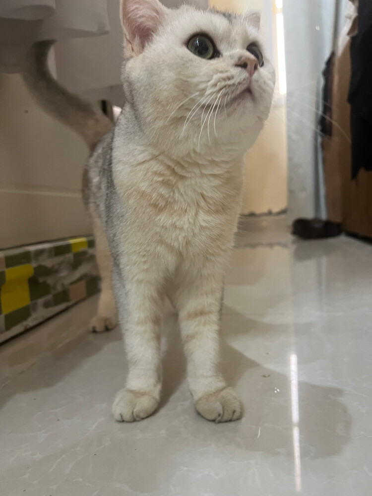 Male Cat for Adoption - 2