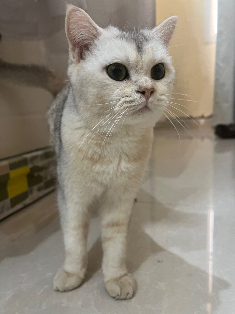 Male Cat for Adoption - 1