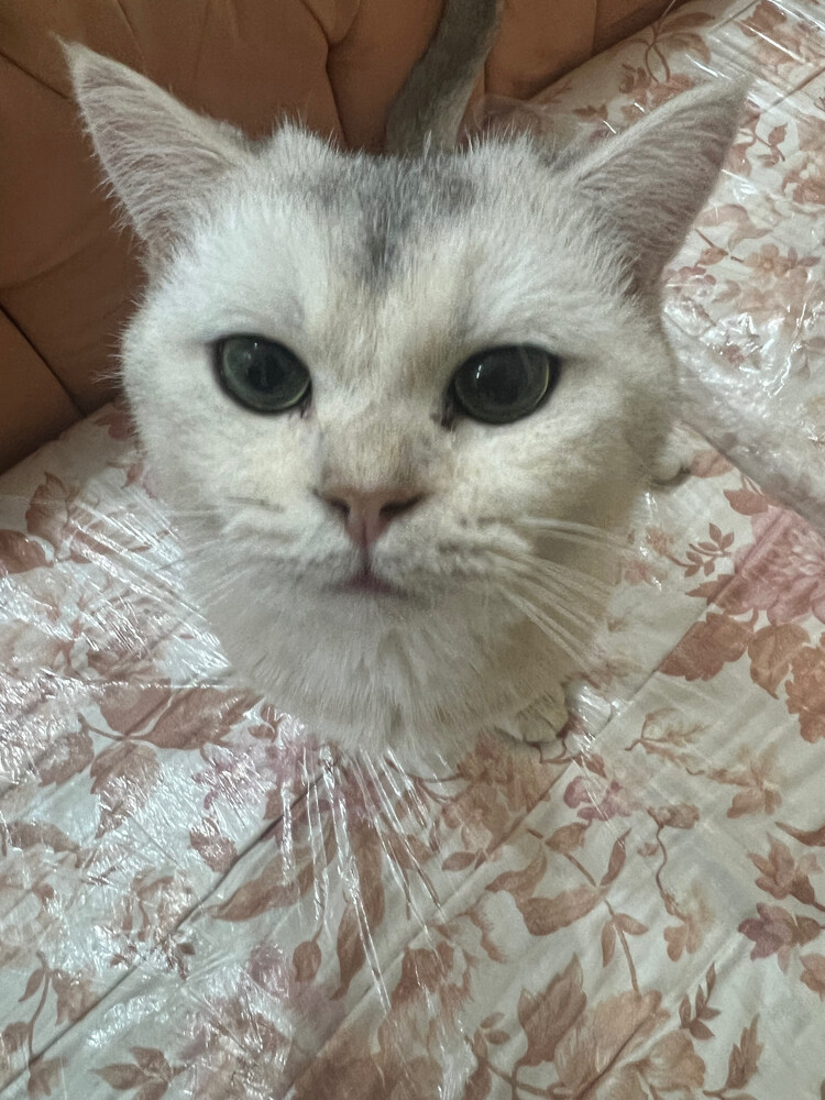 Male Cat for Adoption - 3