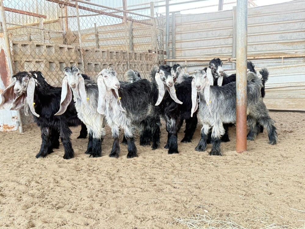 مطلوب جميع انواع الحلال حيل دفيع - 3