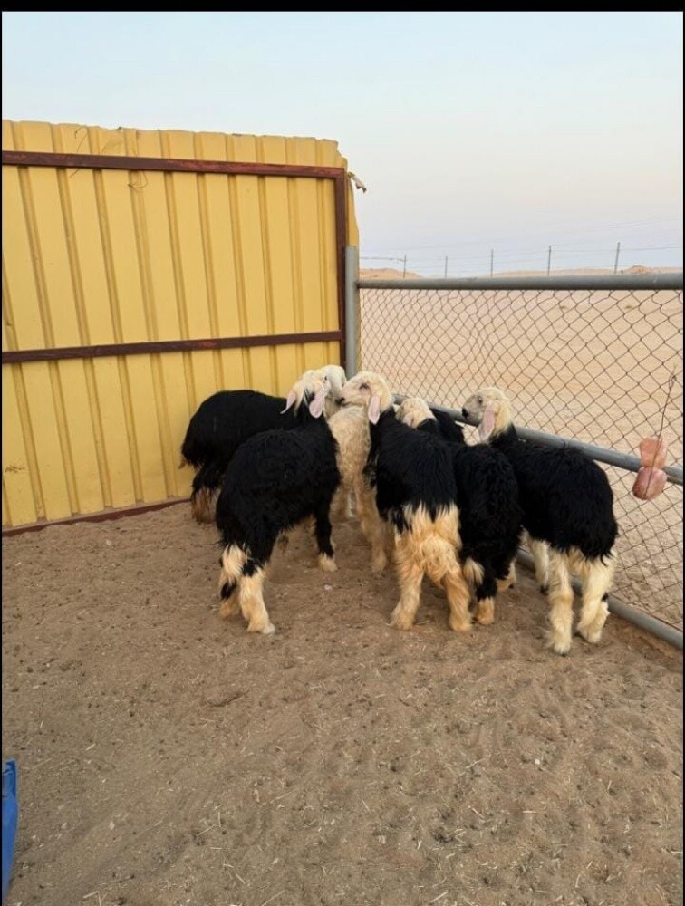 مطلوب جميع انواع الحلال حيل دفيع - 1