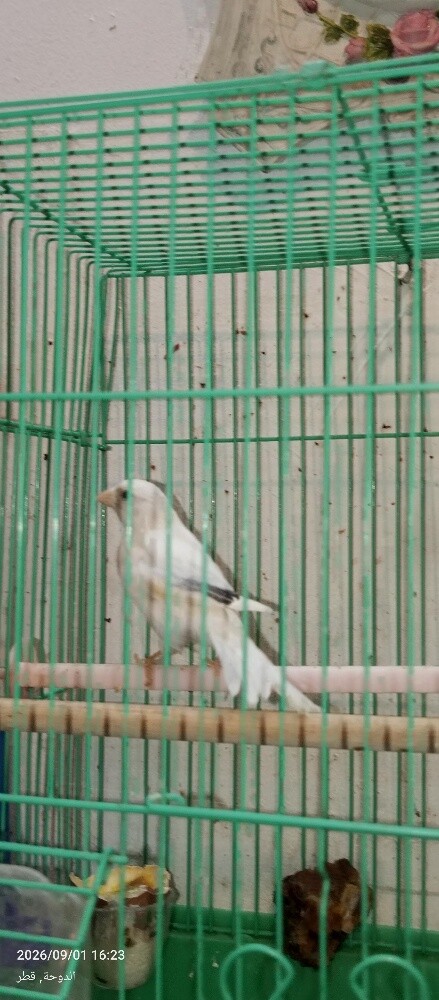 كناري سوري. - 2