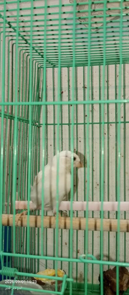 كناري سوري. - 1