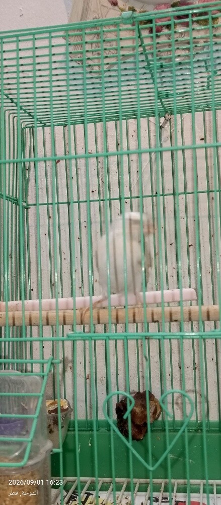 كناري سوري. - 4