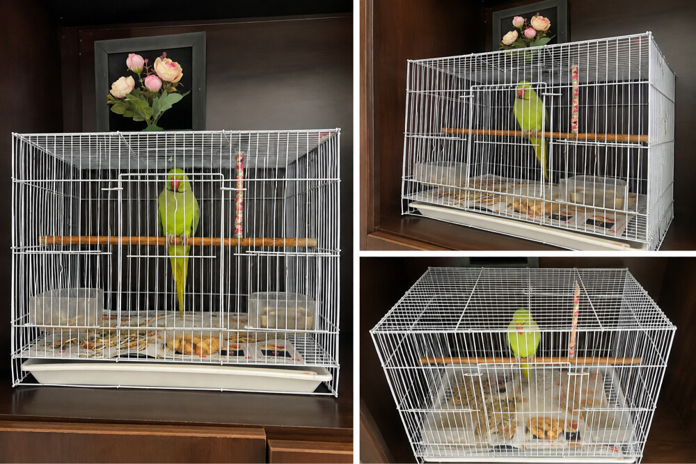 Beautiful Indian Ringneck Parrot - 1