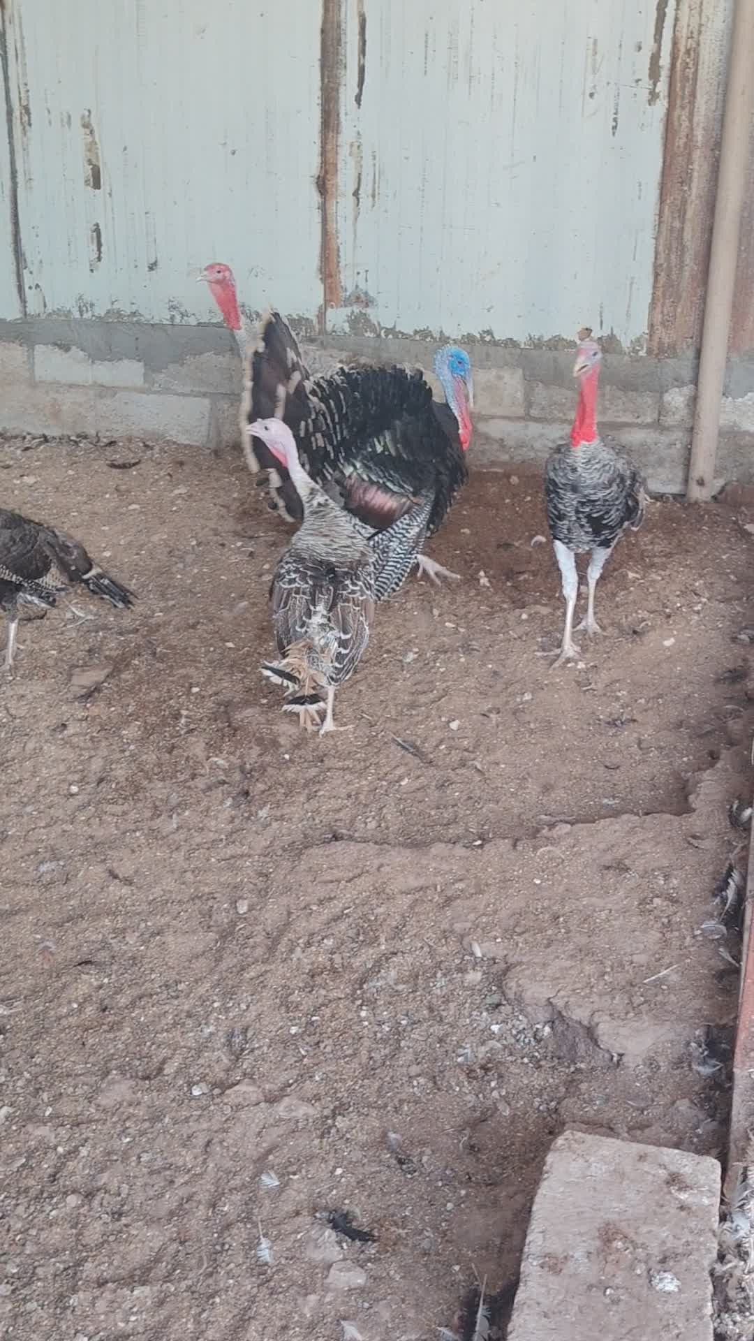 الذبح والإنتاج طيب - 1