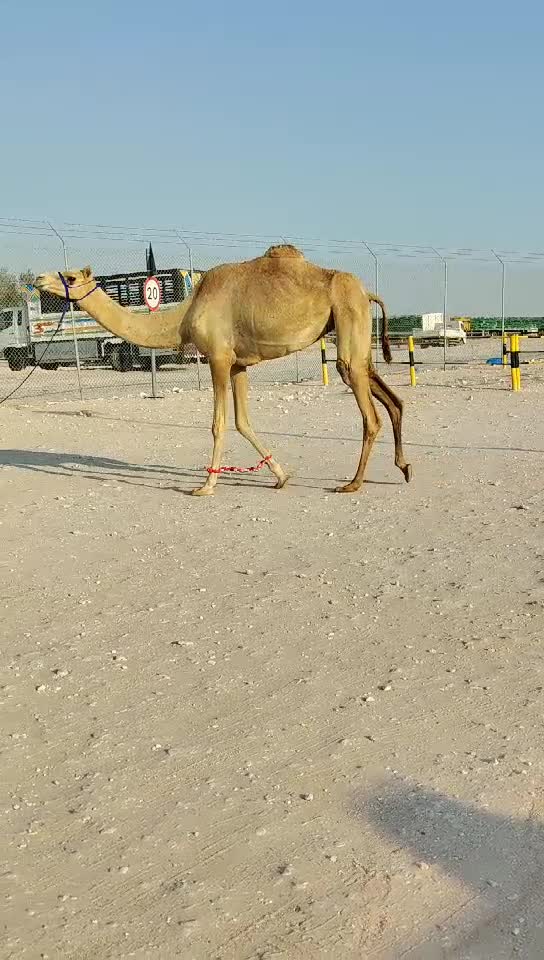 بكره - 1