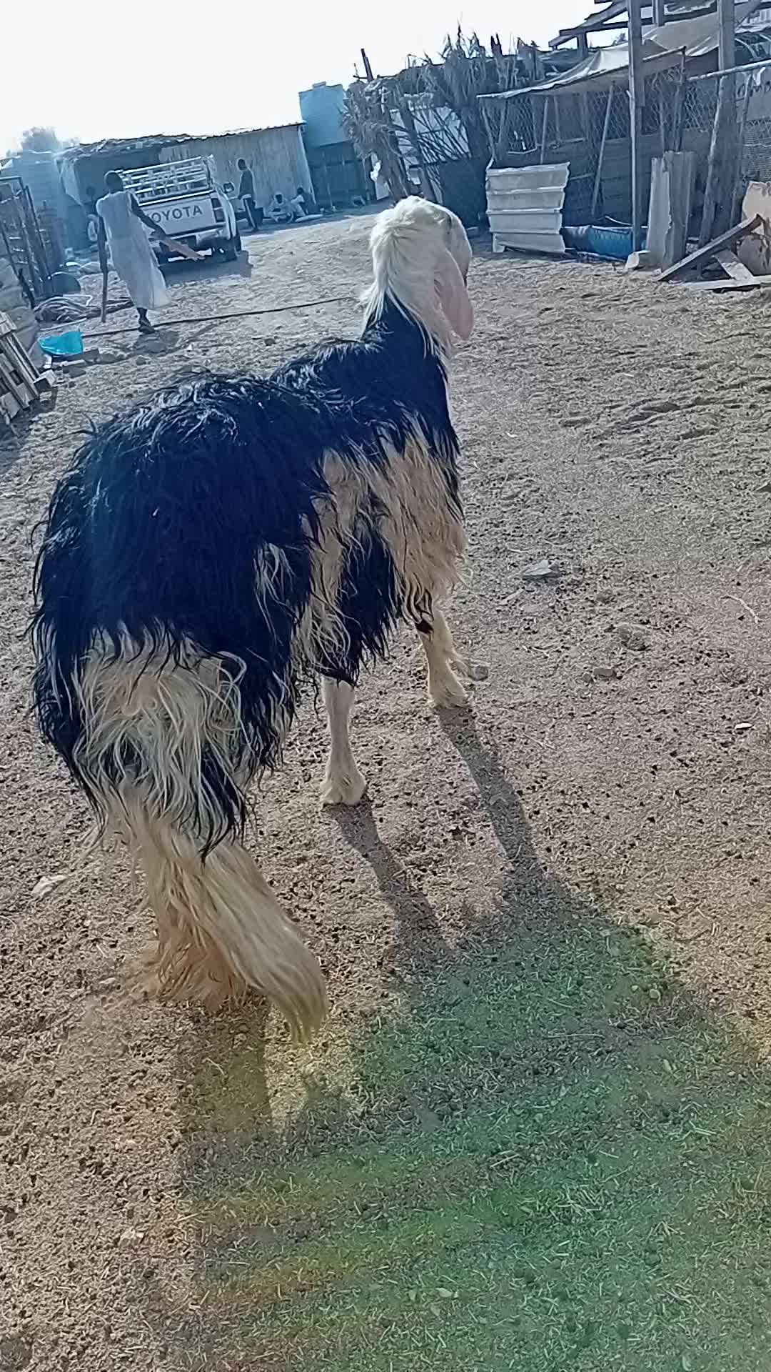 للبيع فحل - 1