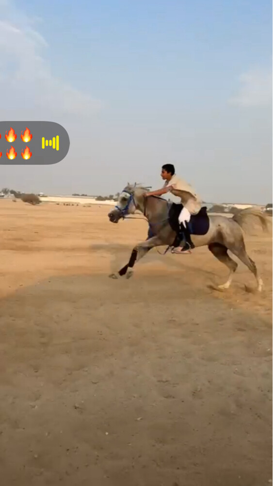 خيل عربي اصيل - 2