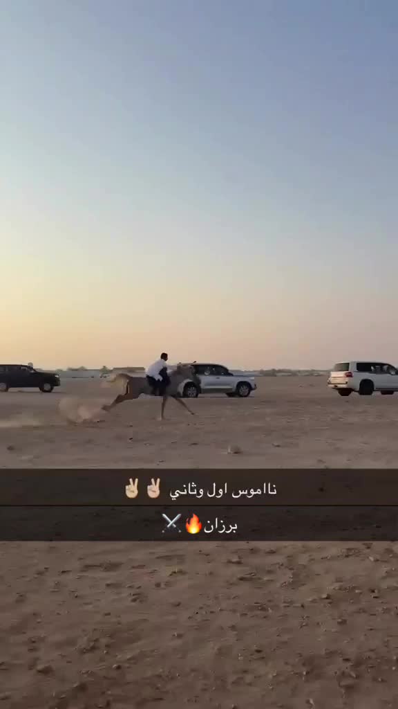 خيل عربي اصيل - 4