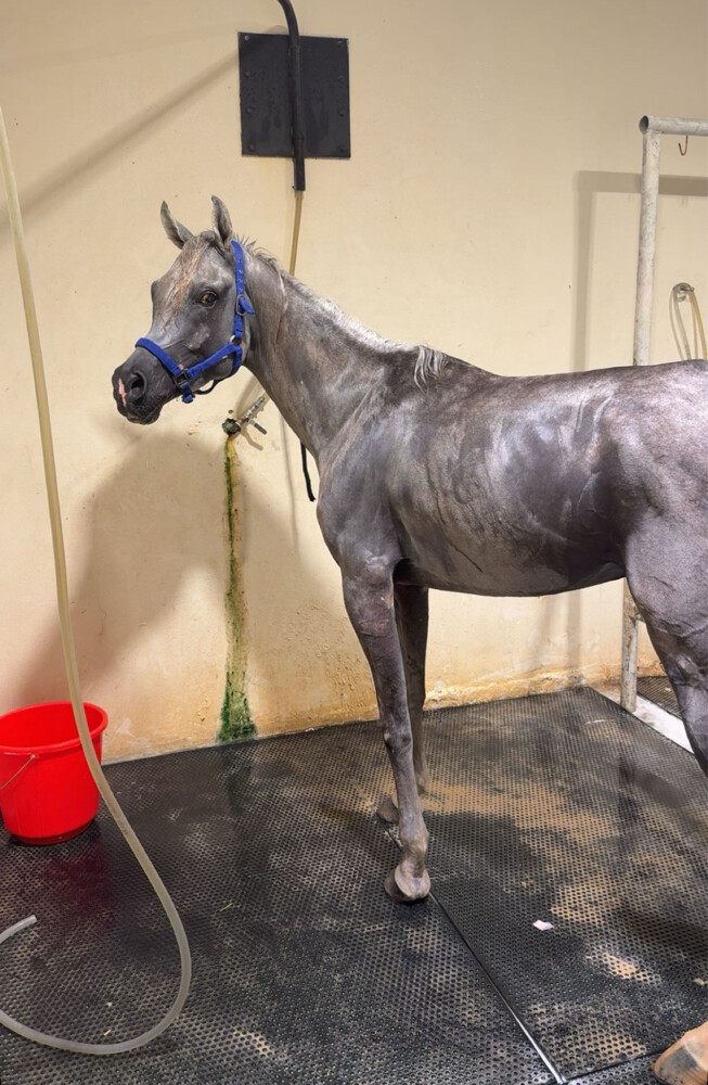 خيل عربي اصيل - 1