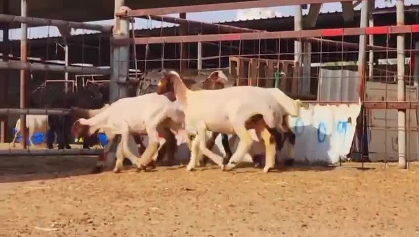 للبيع رخال سوريه طيبه - 1