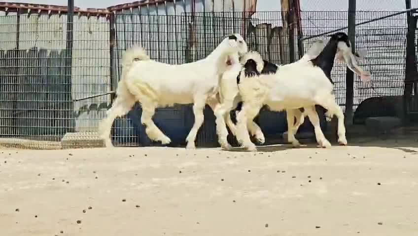 للبيع جمد مشاريك صنف فاخره - 5