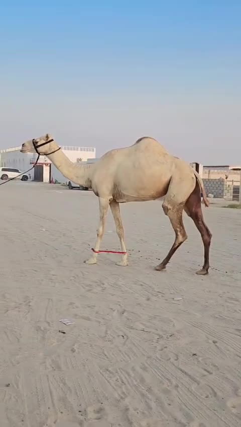 للبيع عشرا فاردين سليمت البروسلا - 1