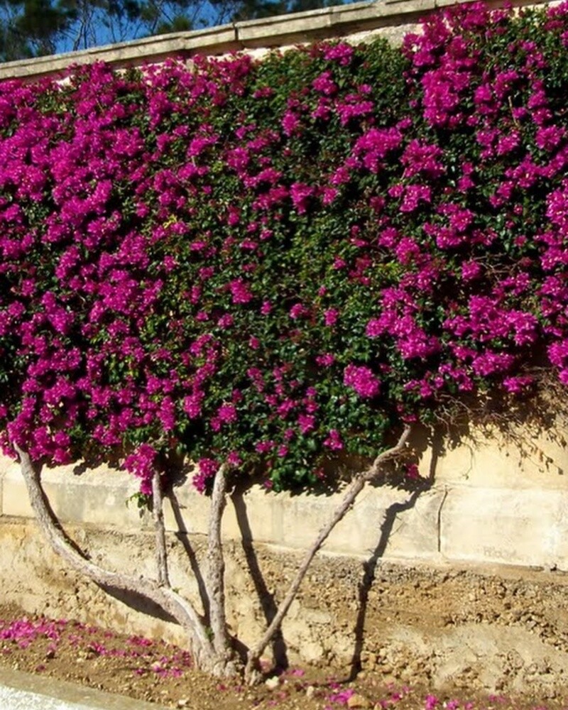 اجمل الجهنمية - 15
