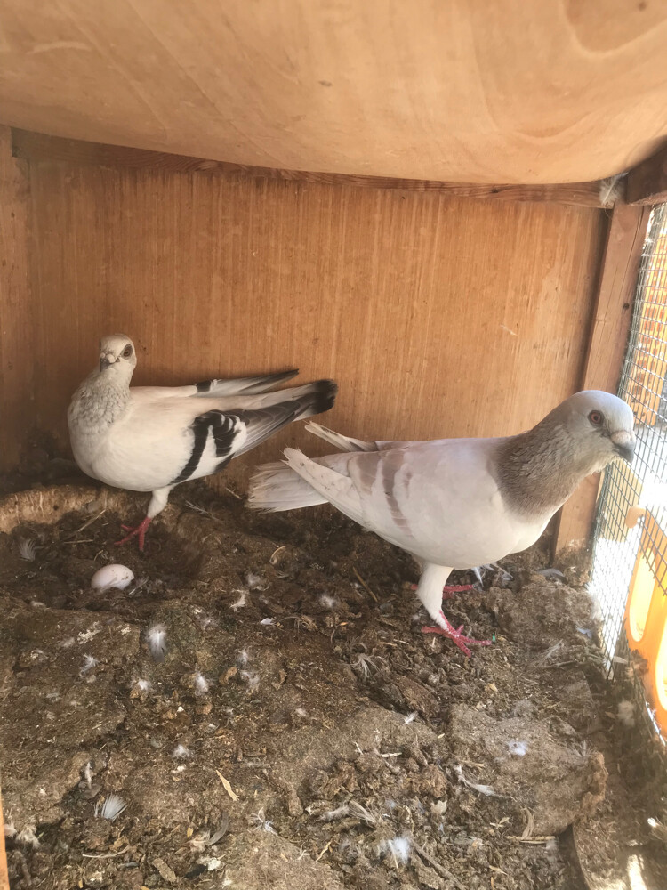 طيور  - 2