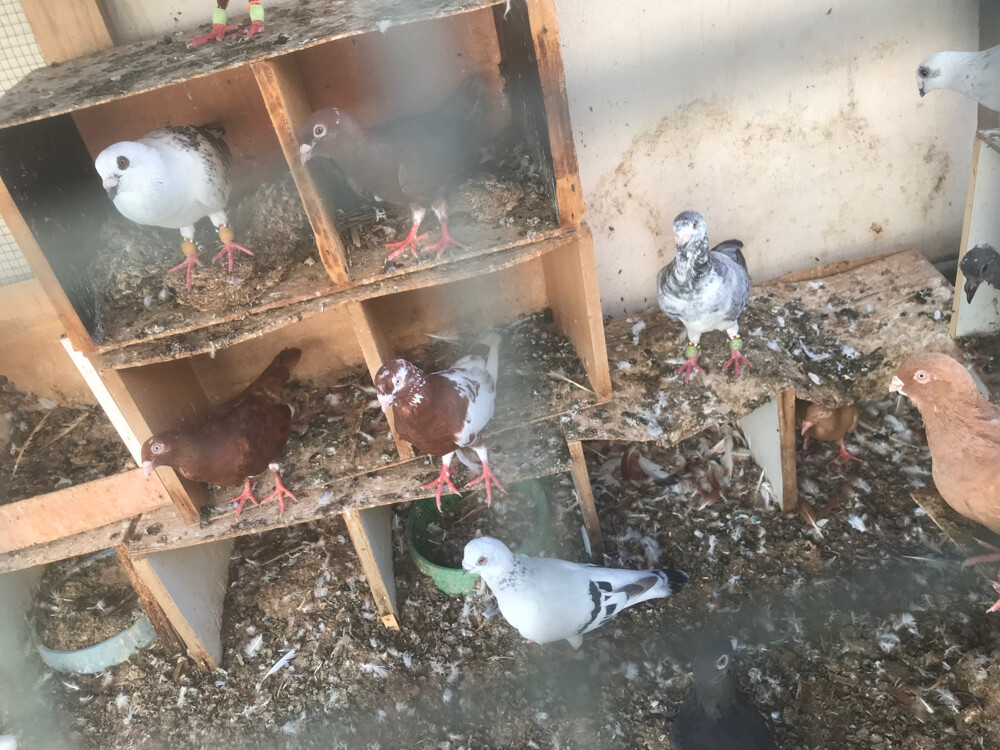 طيور  - 7