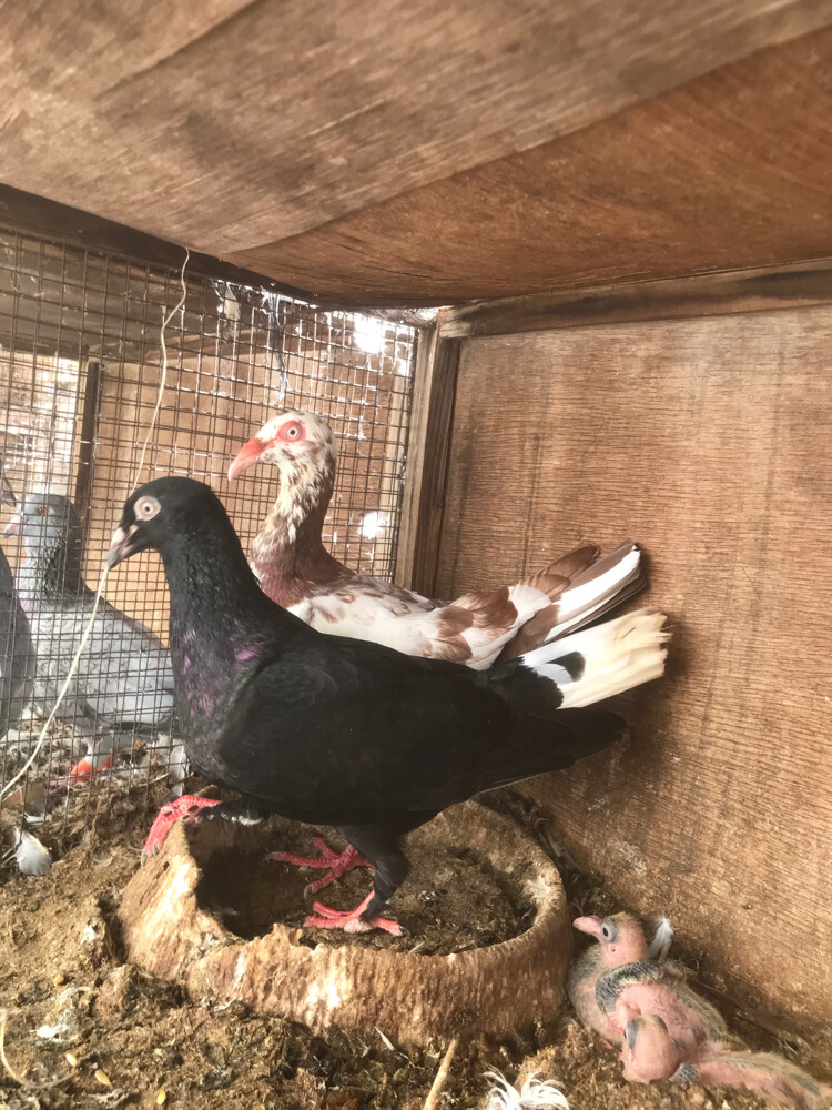 طيور  - 1