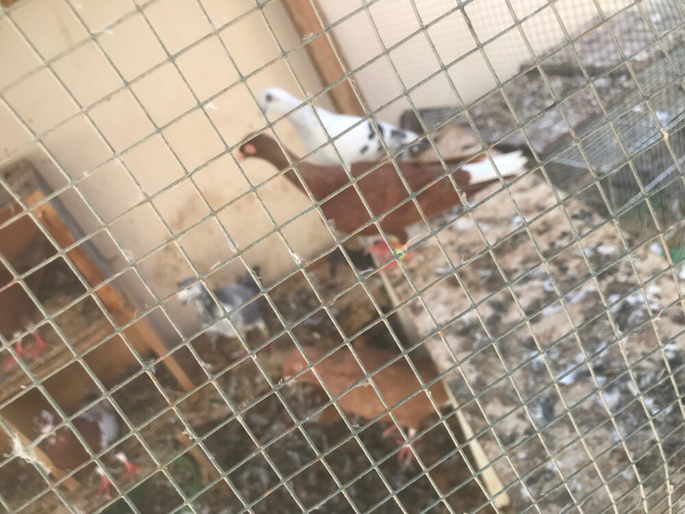 طيور  - 9