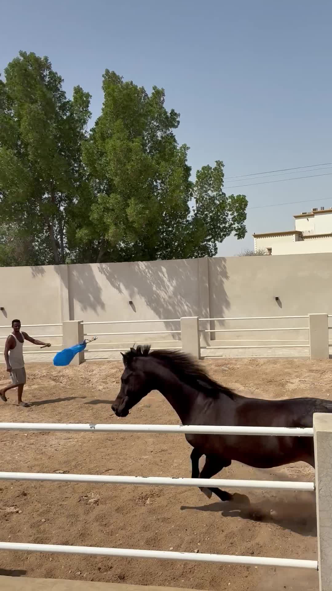 حصان عربي - 5