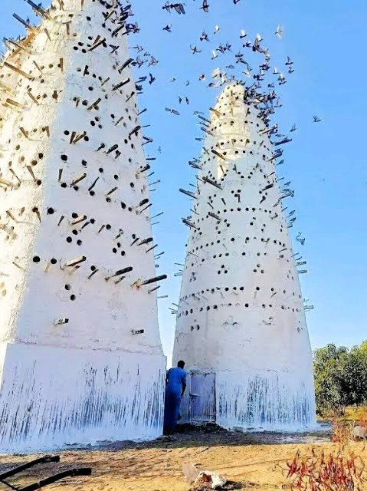 أبويوسف 55274904 - 1