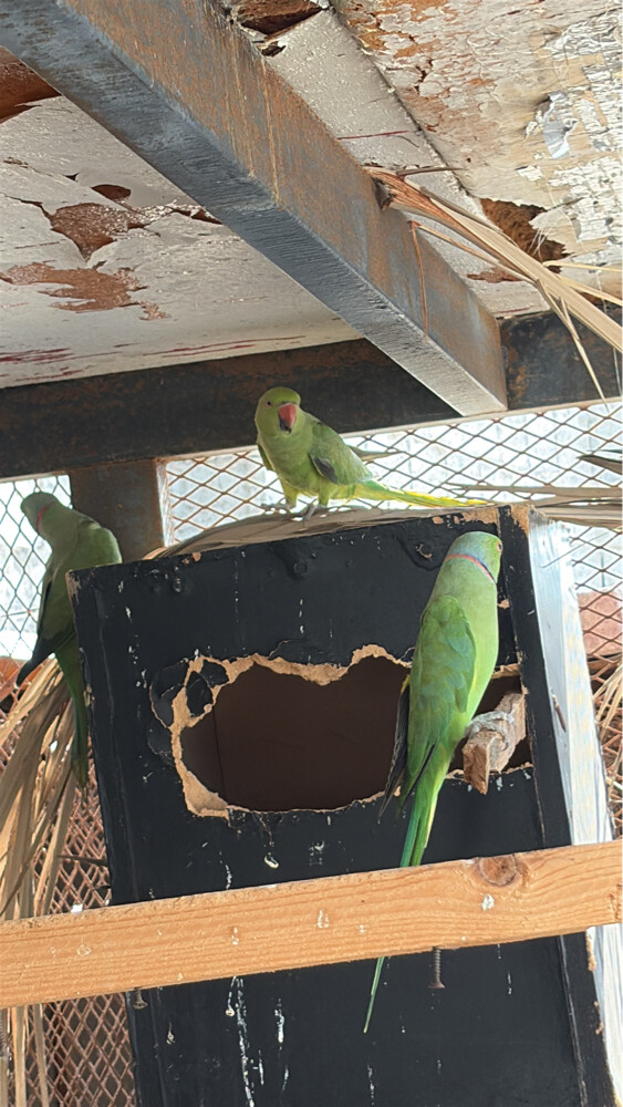 ذكريني ثلاث إنات كلهم ب 1250 - 3