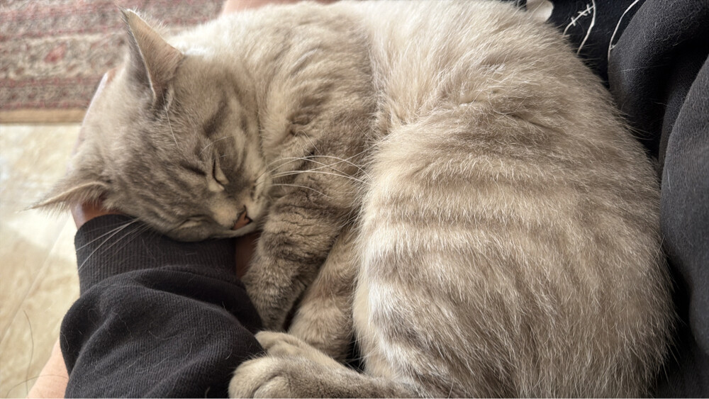 male cat, unspayed - 7