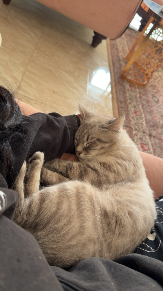 male cat, unspayed - 3