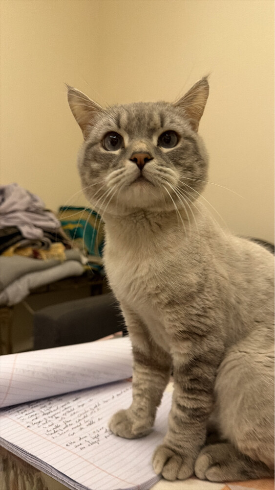male cat, unspayed - 1