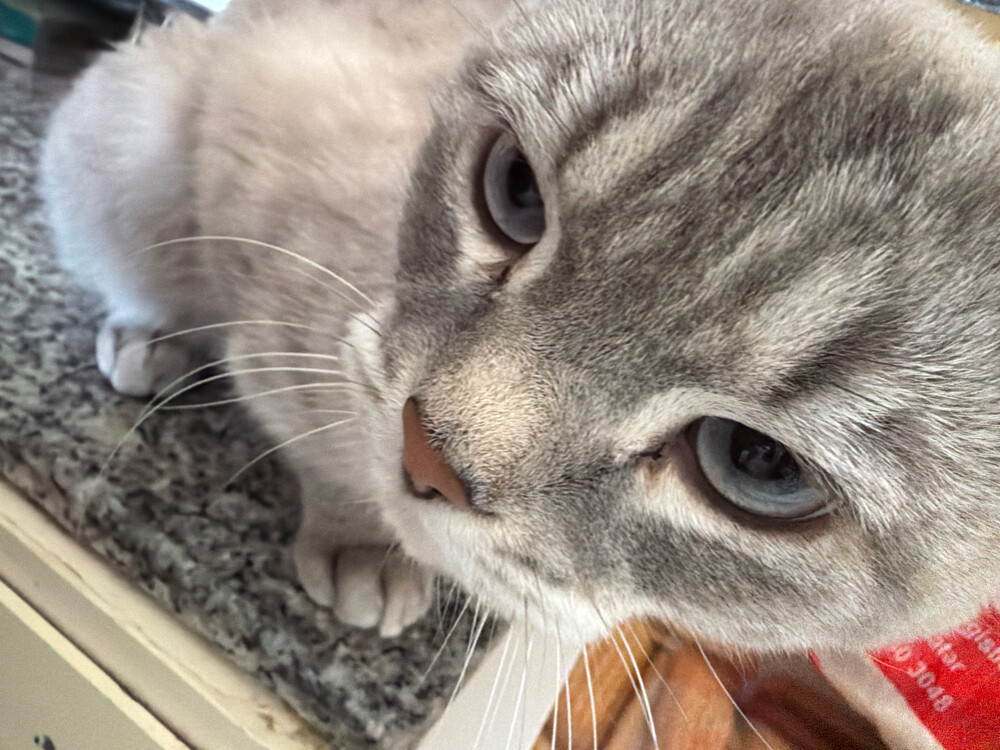 male cat, unspayed - 6