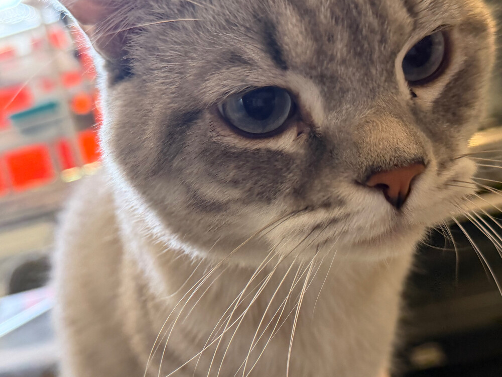 male cat, unspayed - 8