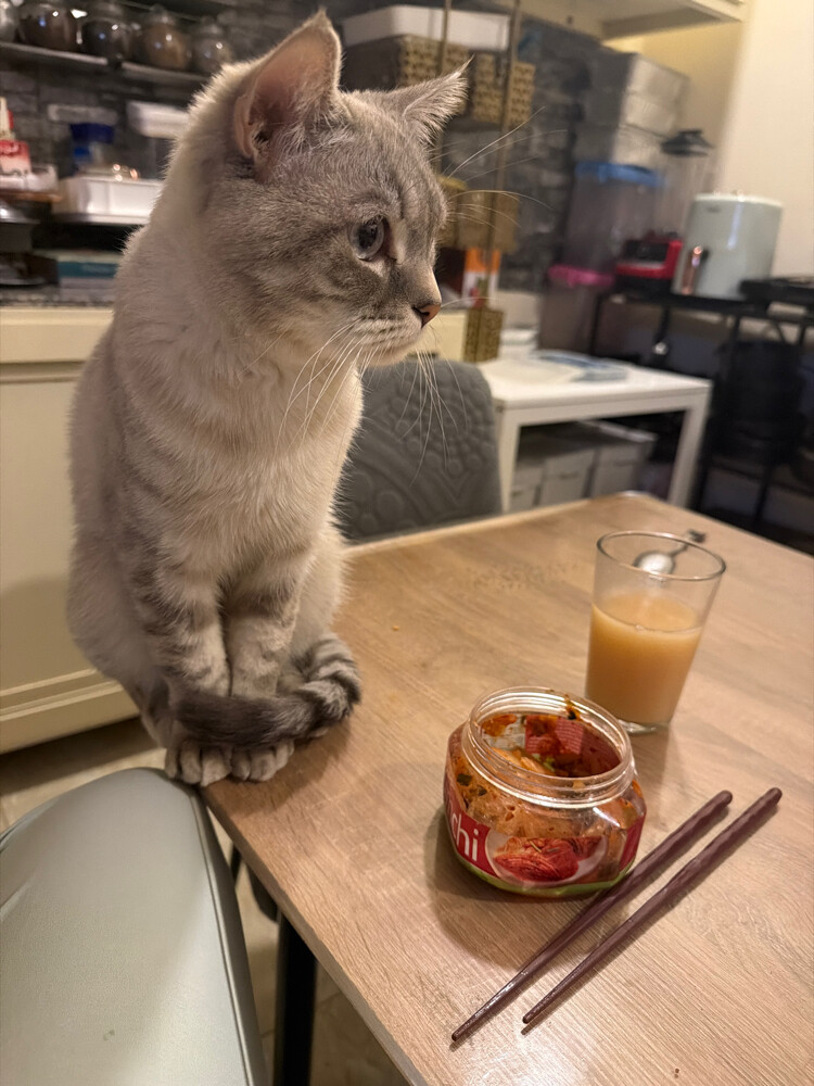 male cat, unspayed - 4