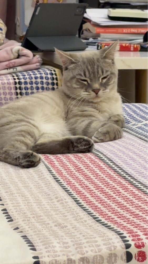 male cat, unspayed - 5