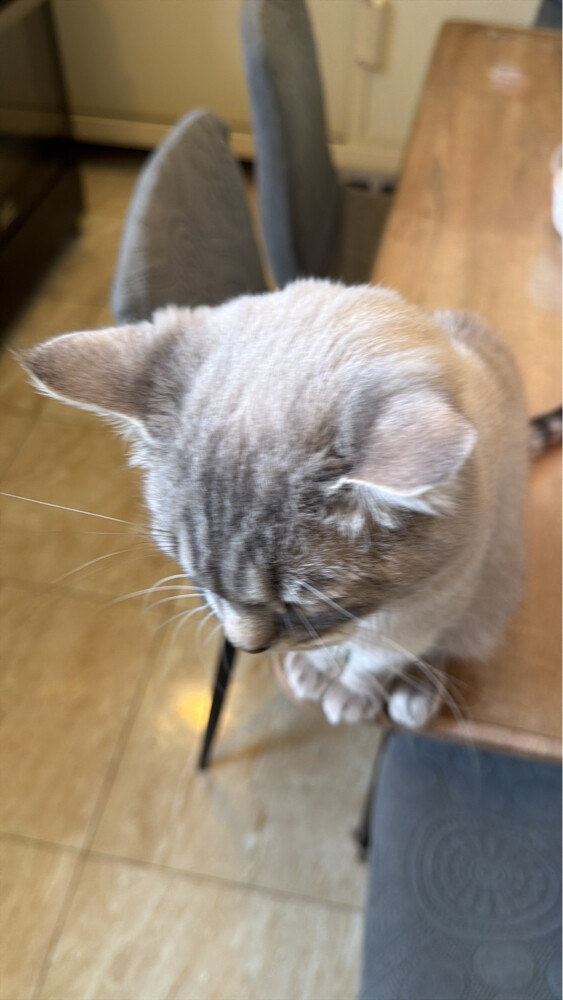 male cat, unspayed - 2
