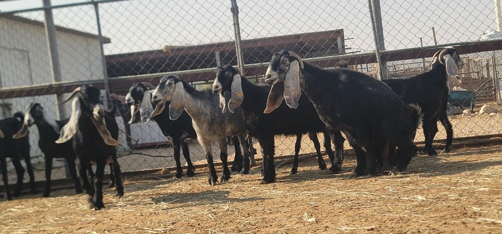 ماعز عوارض طيبه حليب ودفيع - 3