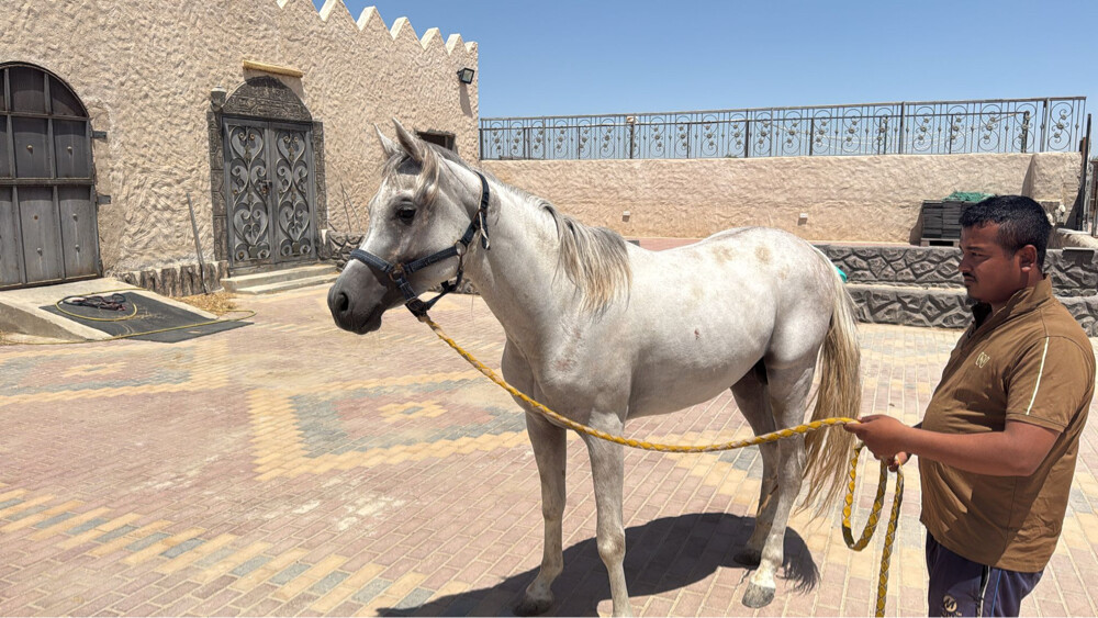 خيل عربي اصيل - 1