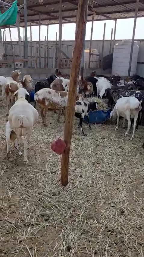 برابر بيرشن درجه اولي - 5