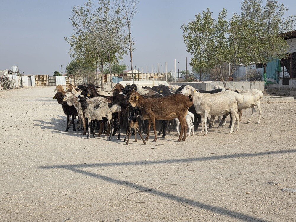 برابر بيرشن درجه اولي - 2