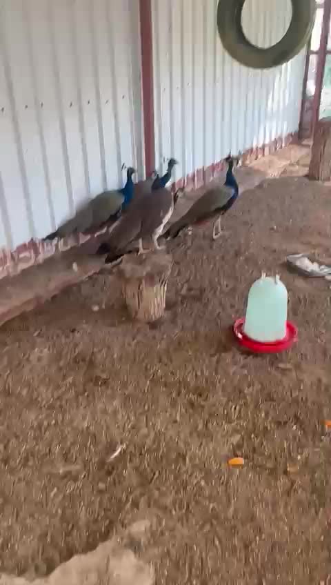 طاووس - 1