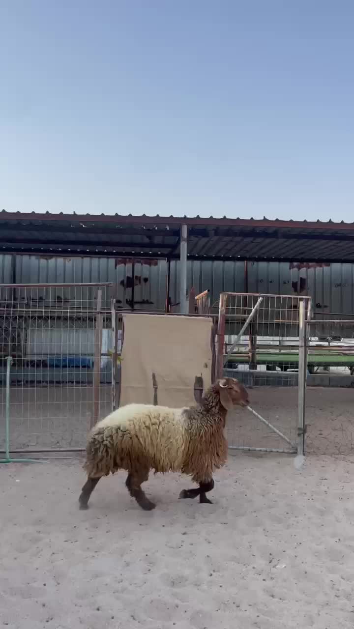 جذع سوري فل الفل - 1