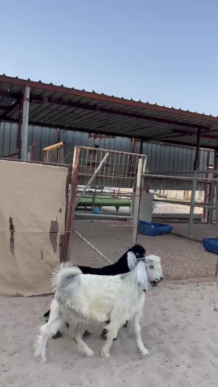 تيوس عوارض فل  - 1