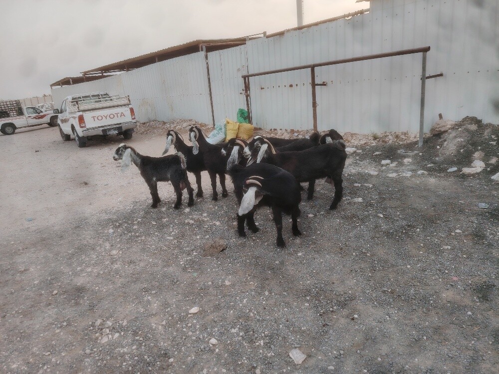 معزه عورض طيبه ديد وسن - 3
