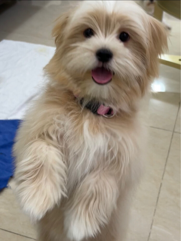 peanut maltese - 2