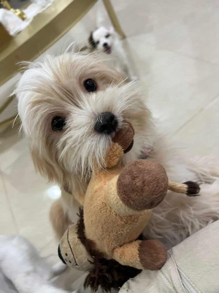 peanut maltese - 3